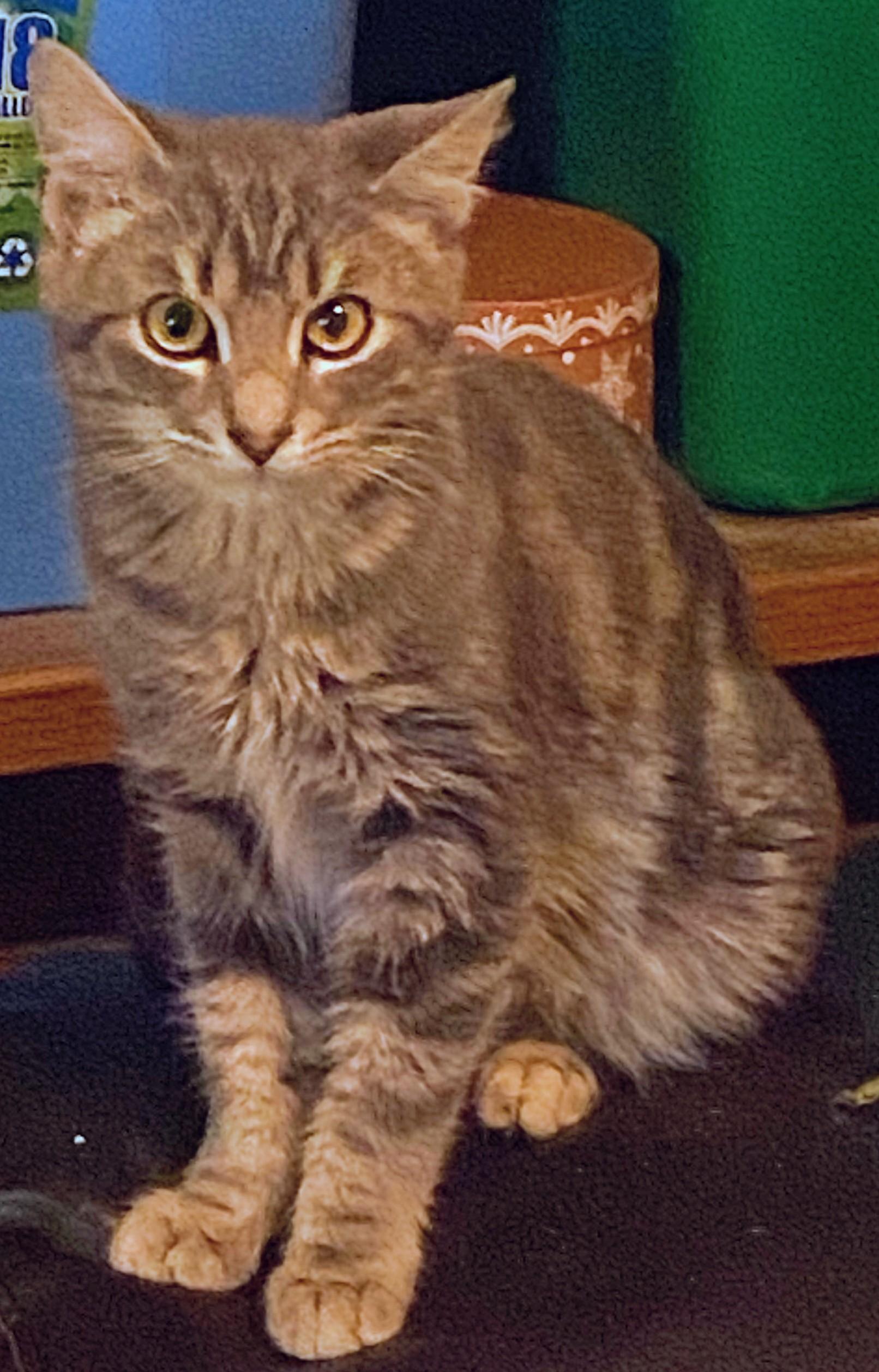 Enlarge Rebel, a Adoptable Domestic Short Hair in Shelbyville, KY image 4/4