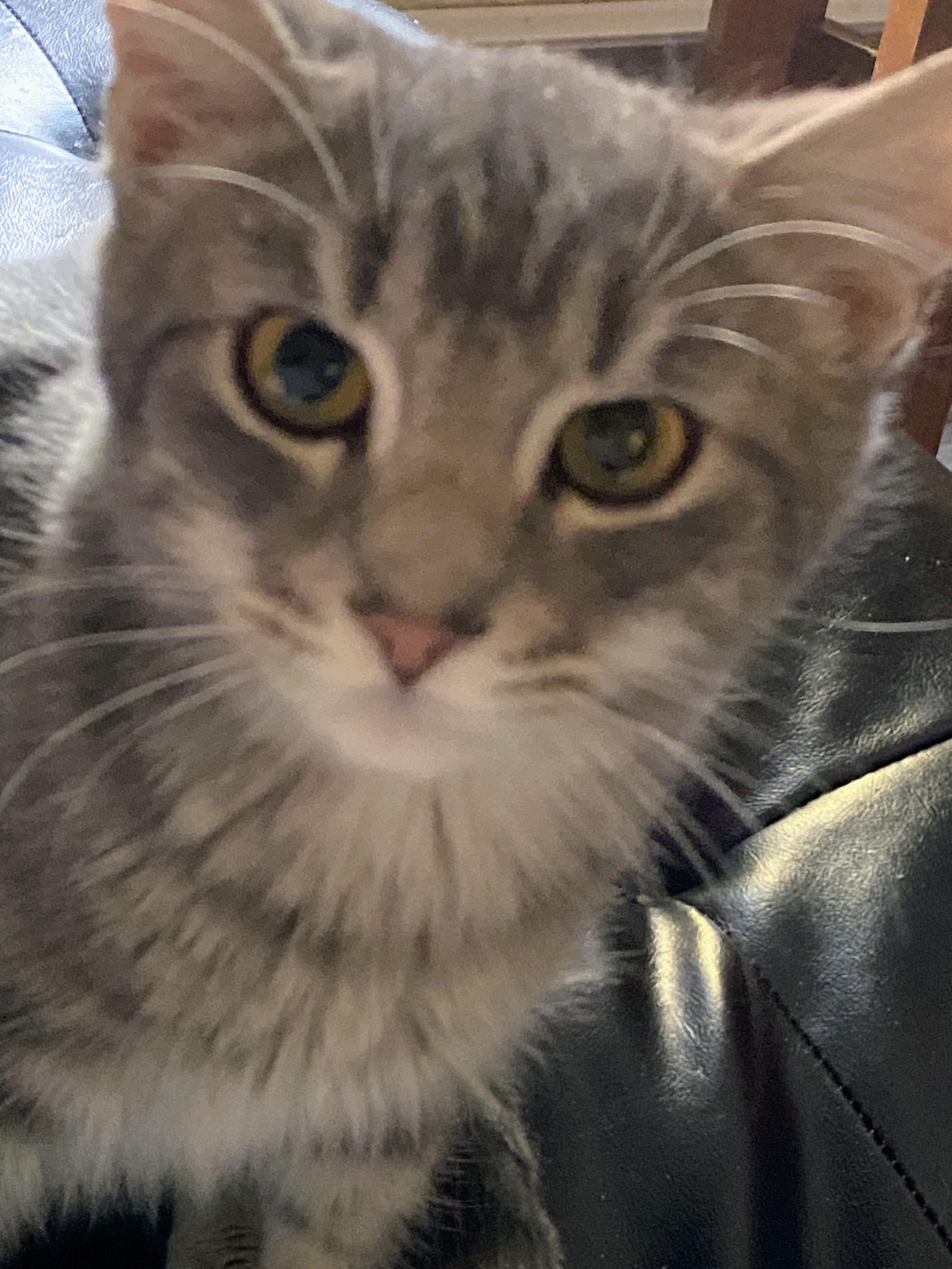 Enlarge Rebel, a Adoptable Domestic Short Hair in Shelbyville, KY image 3/4