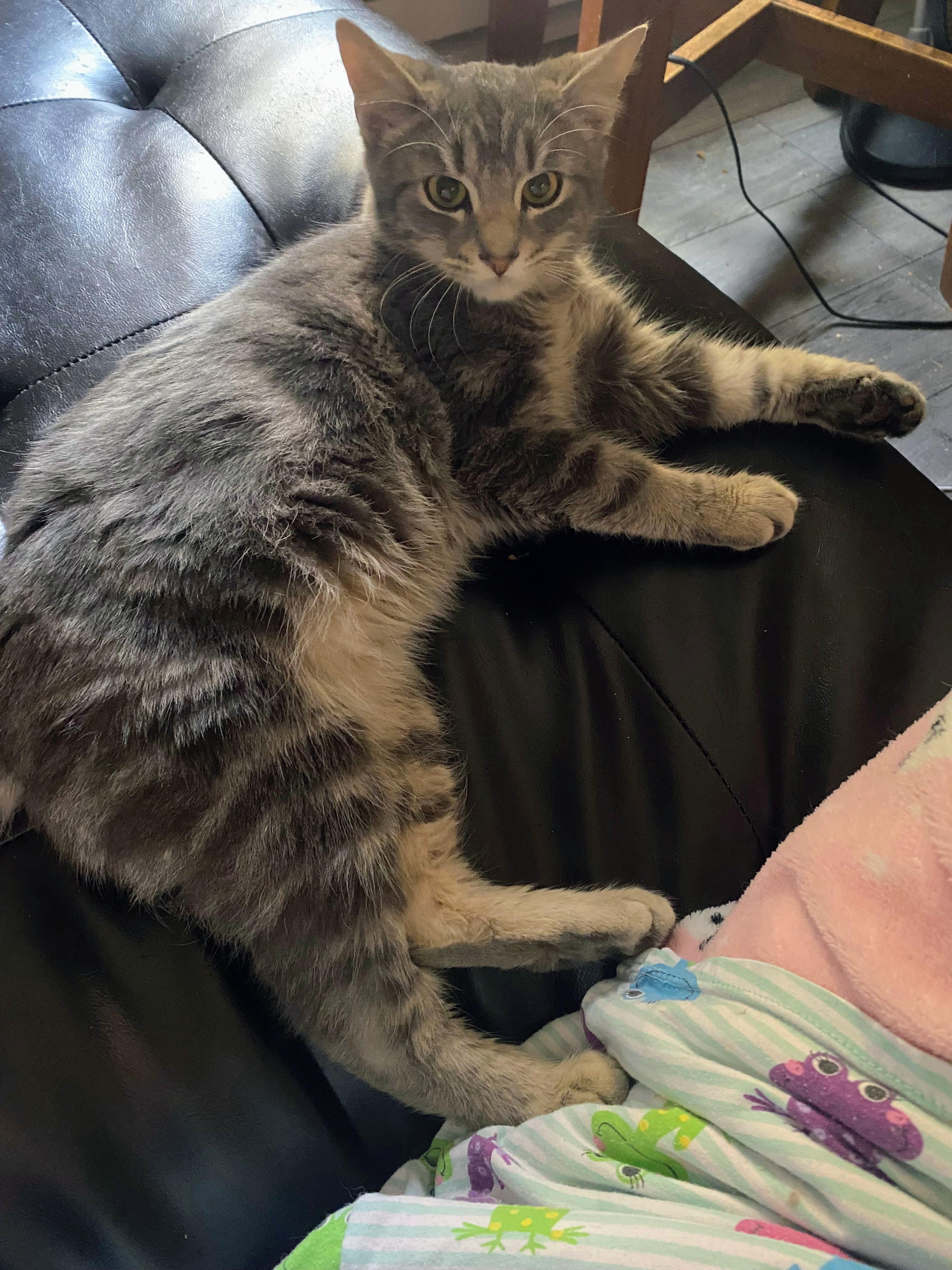 Enlarge Rebel, a Adoptable Domestic Short Hair in Shelbyville, KY image 2/4