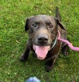 Enlarge Buford, a ADOPTABLE Chocolate Labrador Retriever in Bayport, NY image 2/2