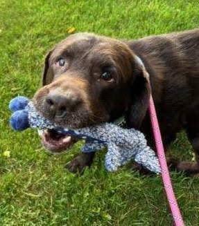 Buford, ADOPTABLE, Senior Male Chocolate Labrador Retriever.