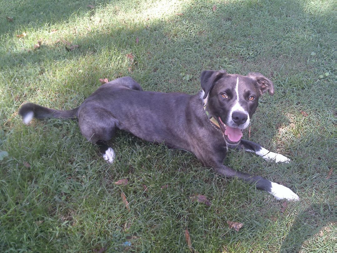 Enlarge Otis or nickname "OT", a Adopted Mixed Breed in Guntersville, AL image 3/4