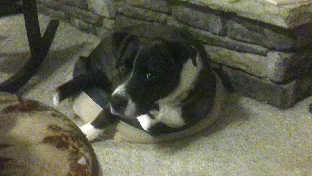 Enlarge Otis or nickname "OT", a Adopted Mixed Breed in Guntersville, AL image 1/4