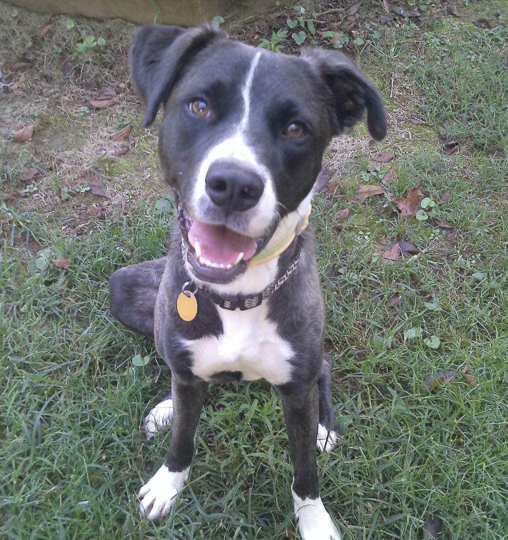 Enlarge Otis or nickname "OT", a Adopted Mixed Breed in Guntersville, AL image 4/4