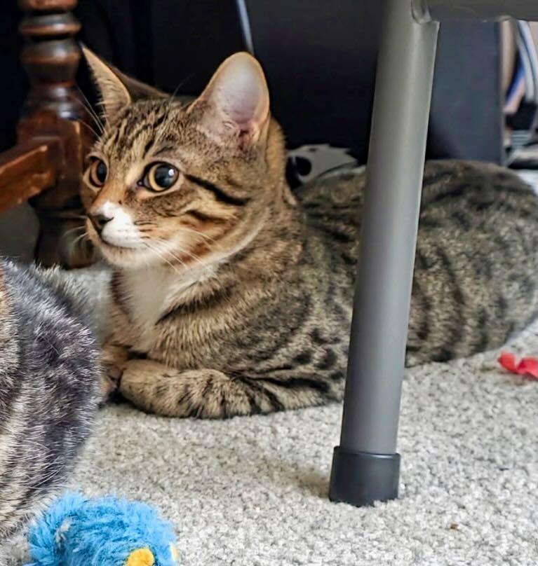 Daisy, a Adoptable Tabby in Seattle, WA image 2/6