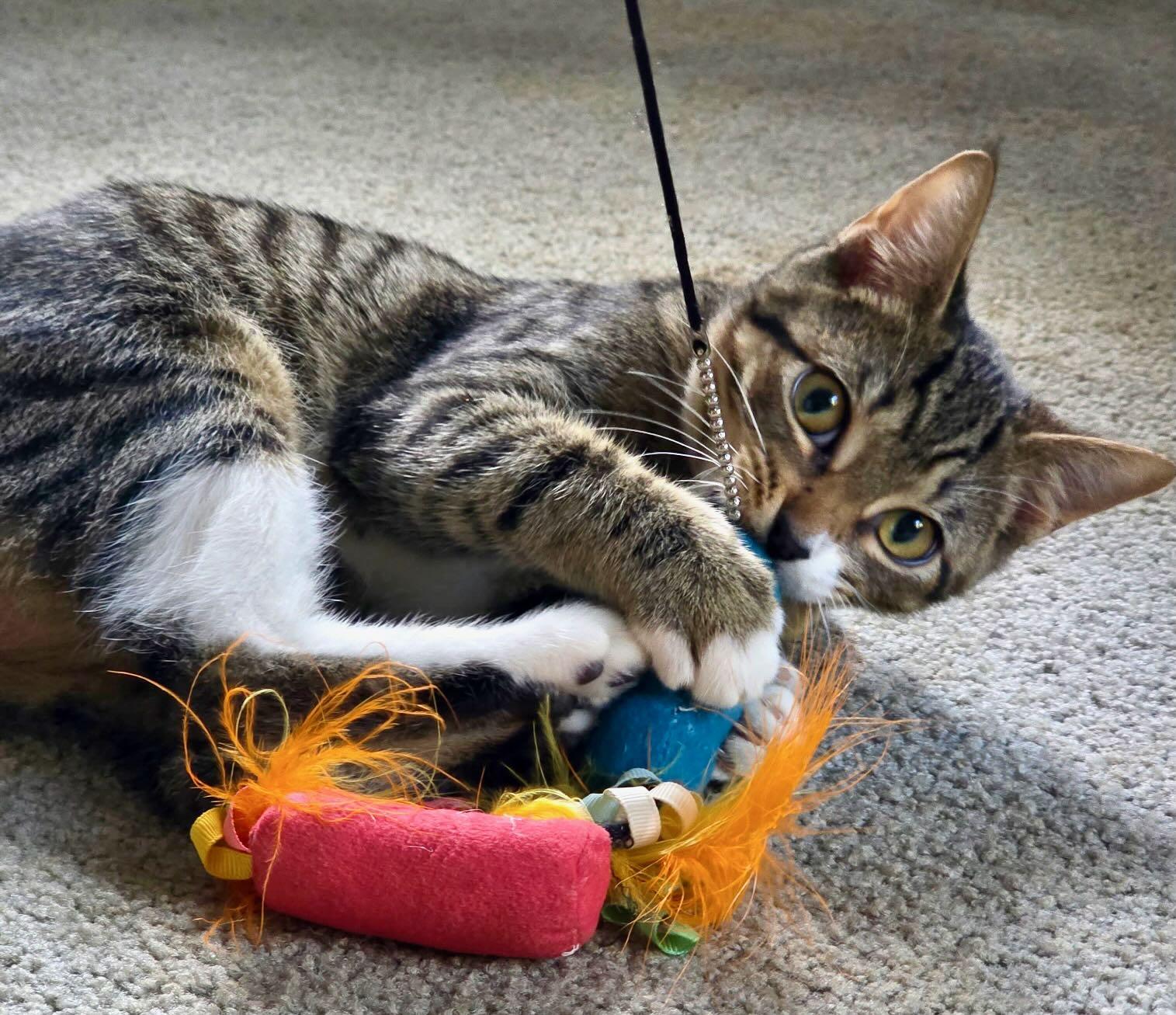 Daisy, a Adoptable Tabby in Seattle, WA image 1/6