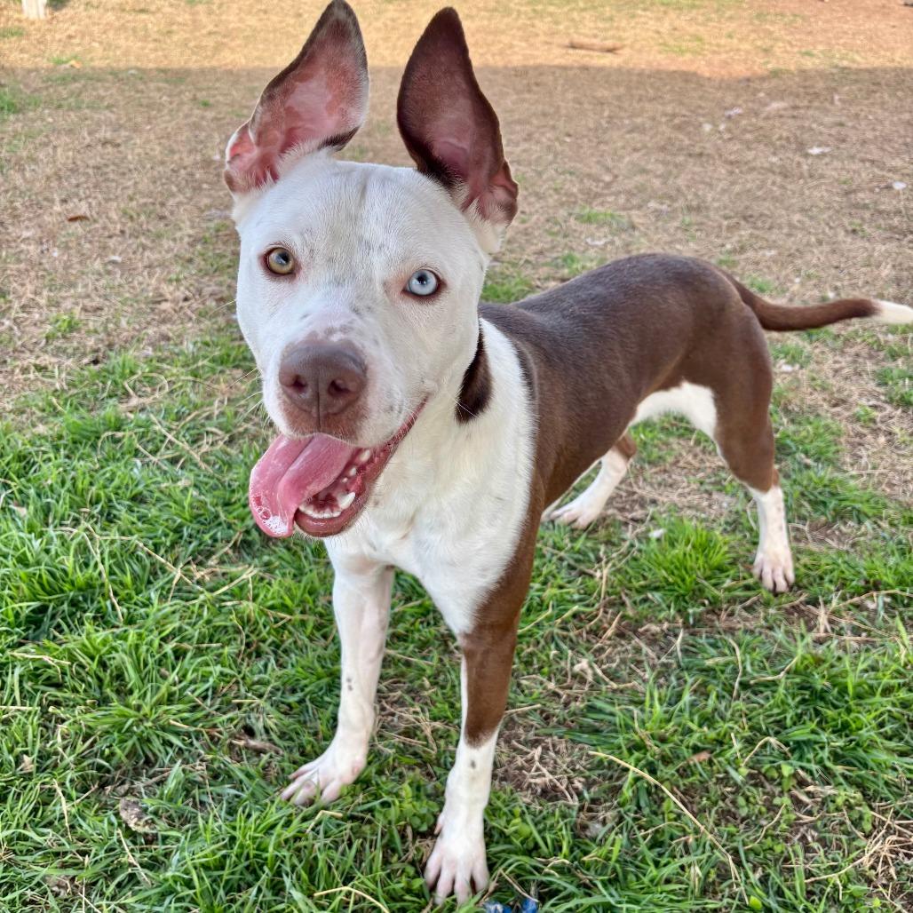 ET, Adoptable, Adult Male Mixed Breed.