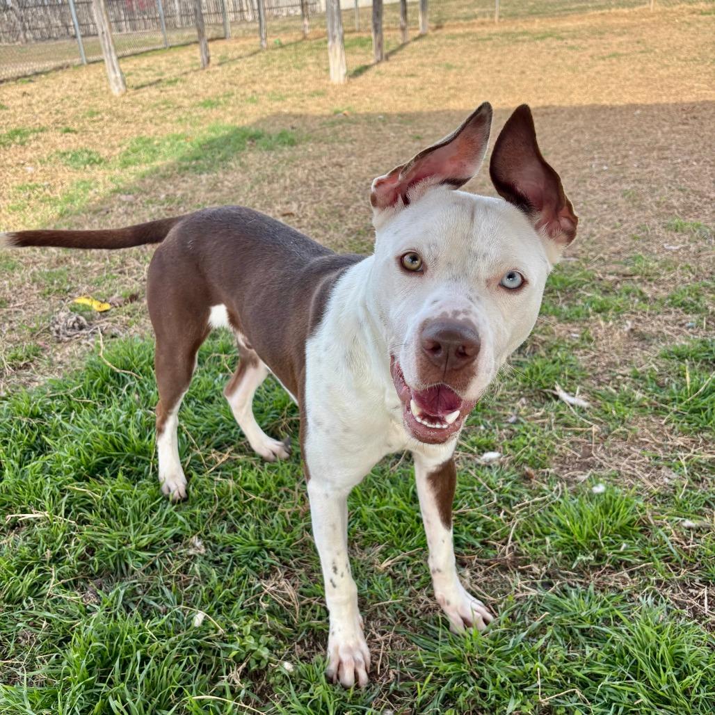 Enlarge ET, a Adoptable Mixed Breed in Fredericksburg, TX image 2/6