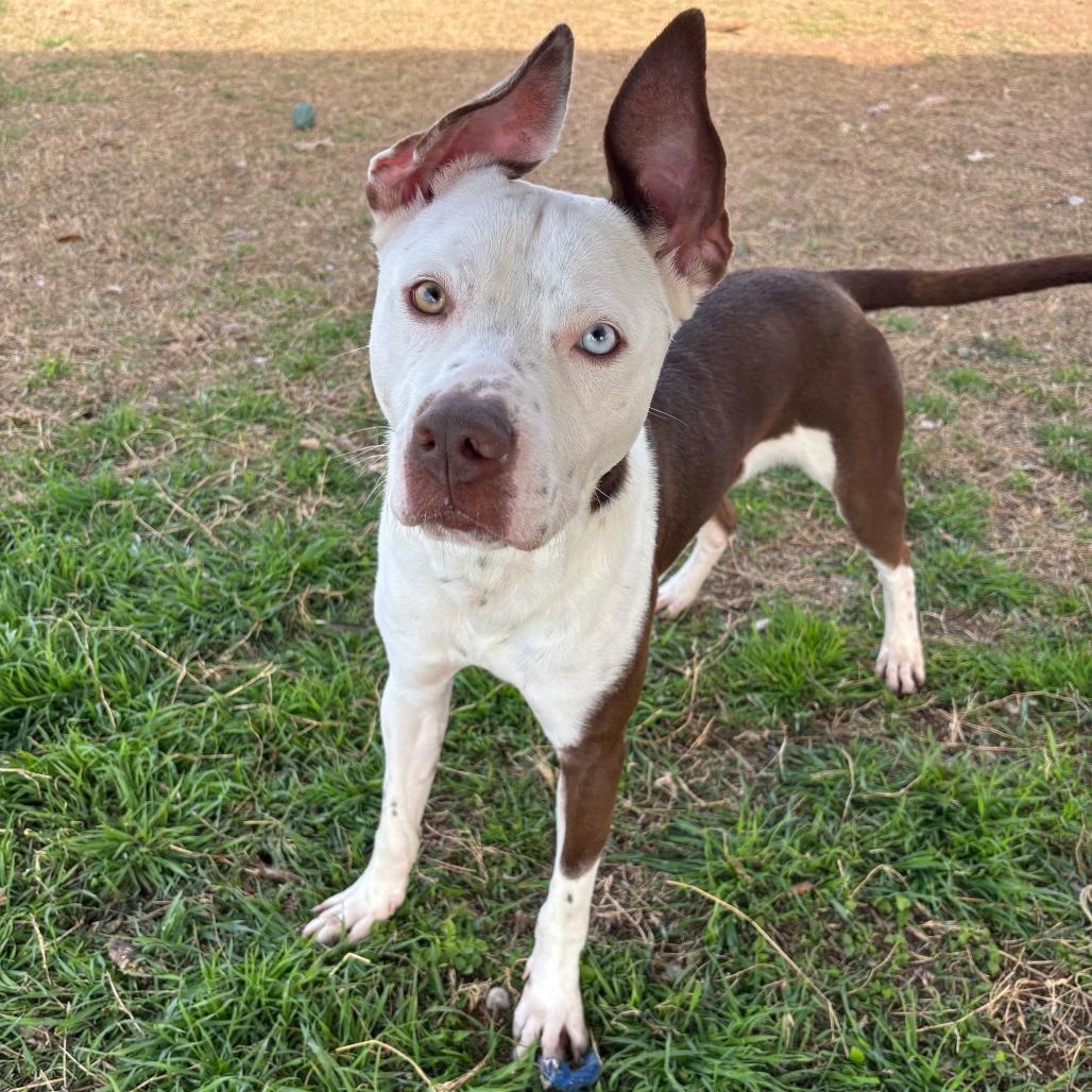 Enlarge ET, a Adoptable Mixed Breed in Fredericksburg, TX image 3/6