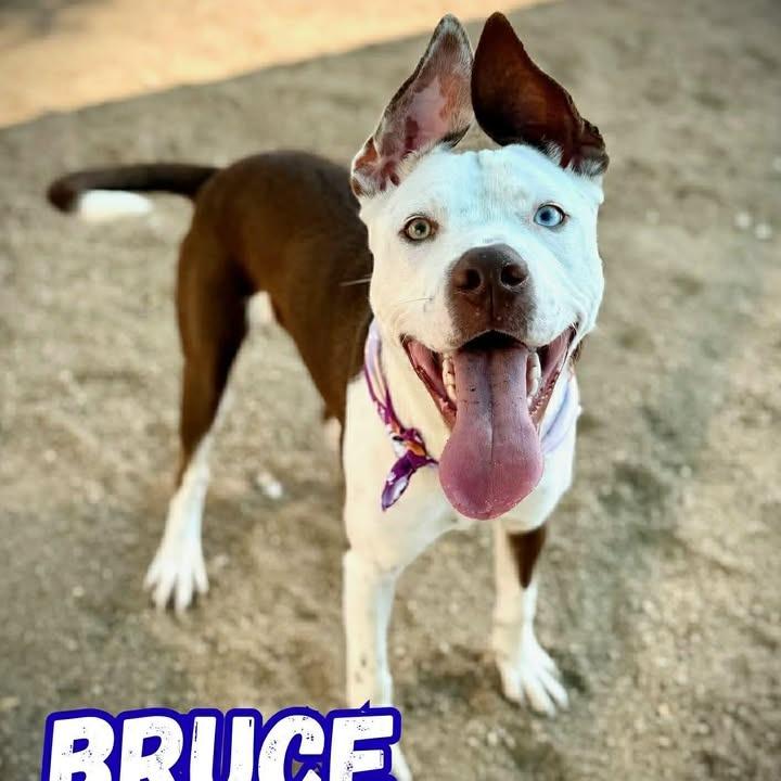 Enlarge ET, a Adoptable Mixed Breed in Fredericksburg, TX image 4/6