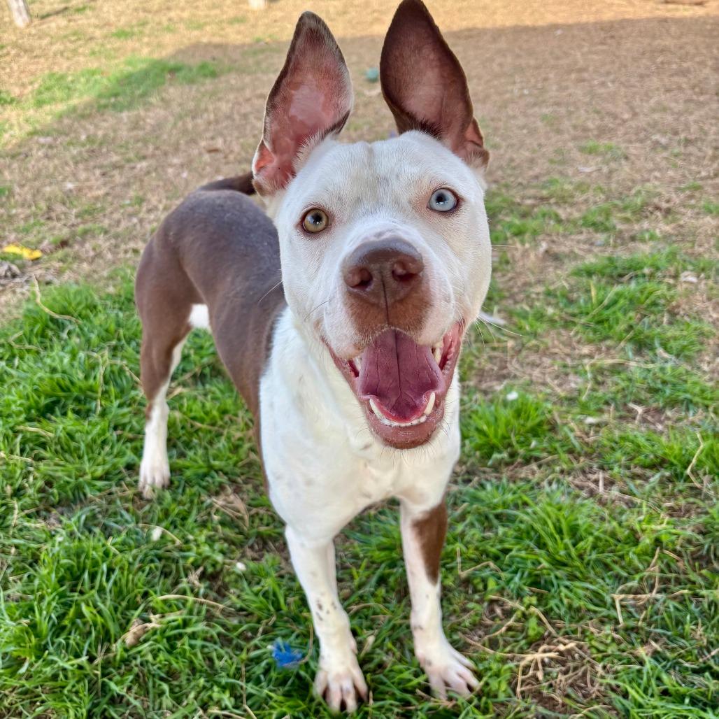 Enlarge ET, a Adoptable Mixed Breed in Fredericksburg, TX image 5/6