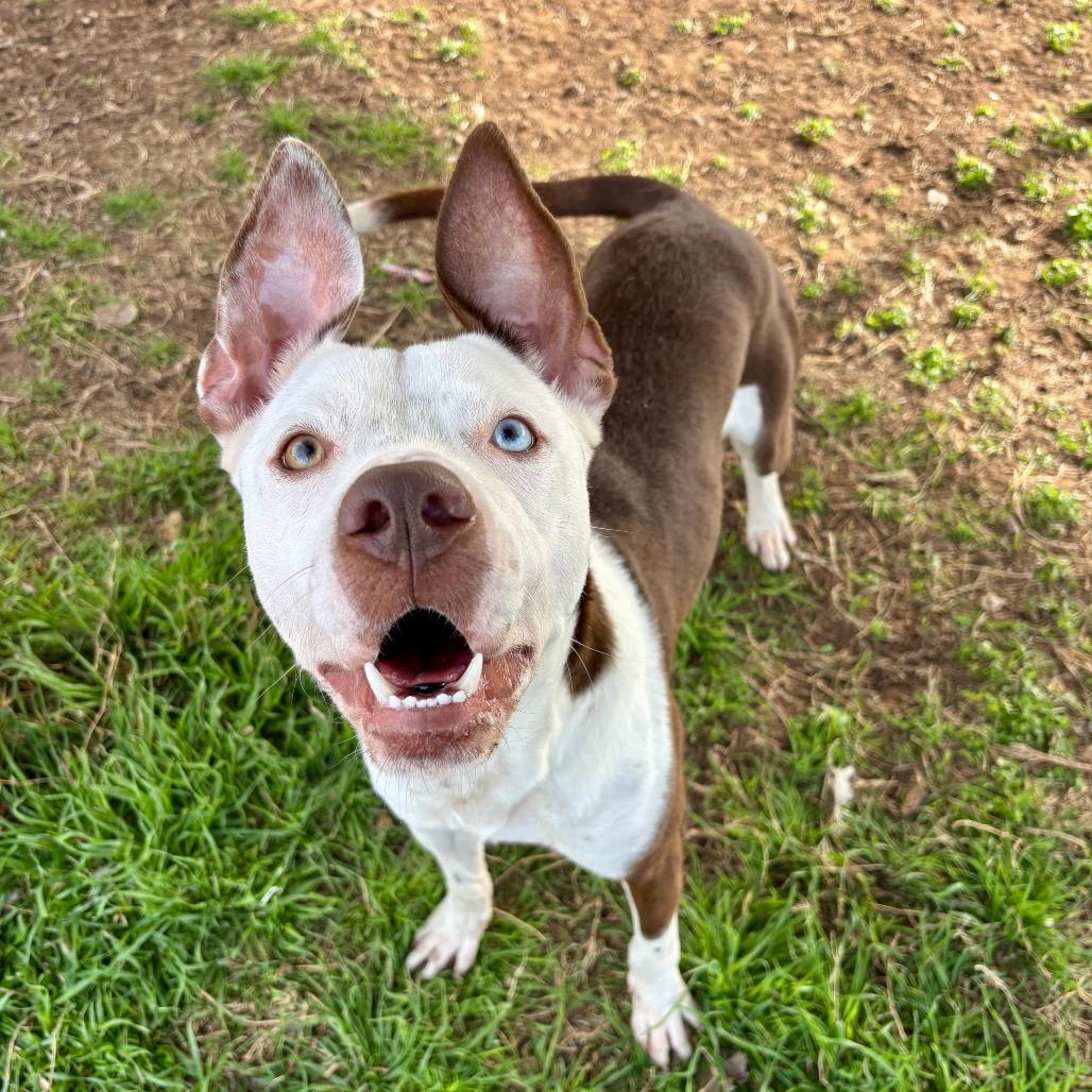 Enlarge ET, a Adoptable Mixed Breed in Fredericksburg, TX image 6/6