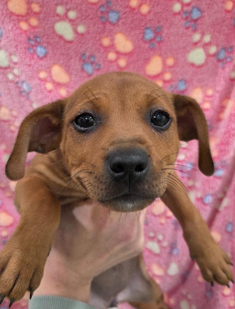 Monica, Adoptable, Puppy Female Chihuahua & Australian Cattle Dog / Blue Heeler.