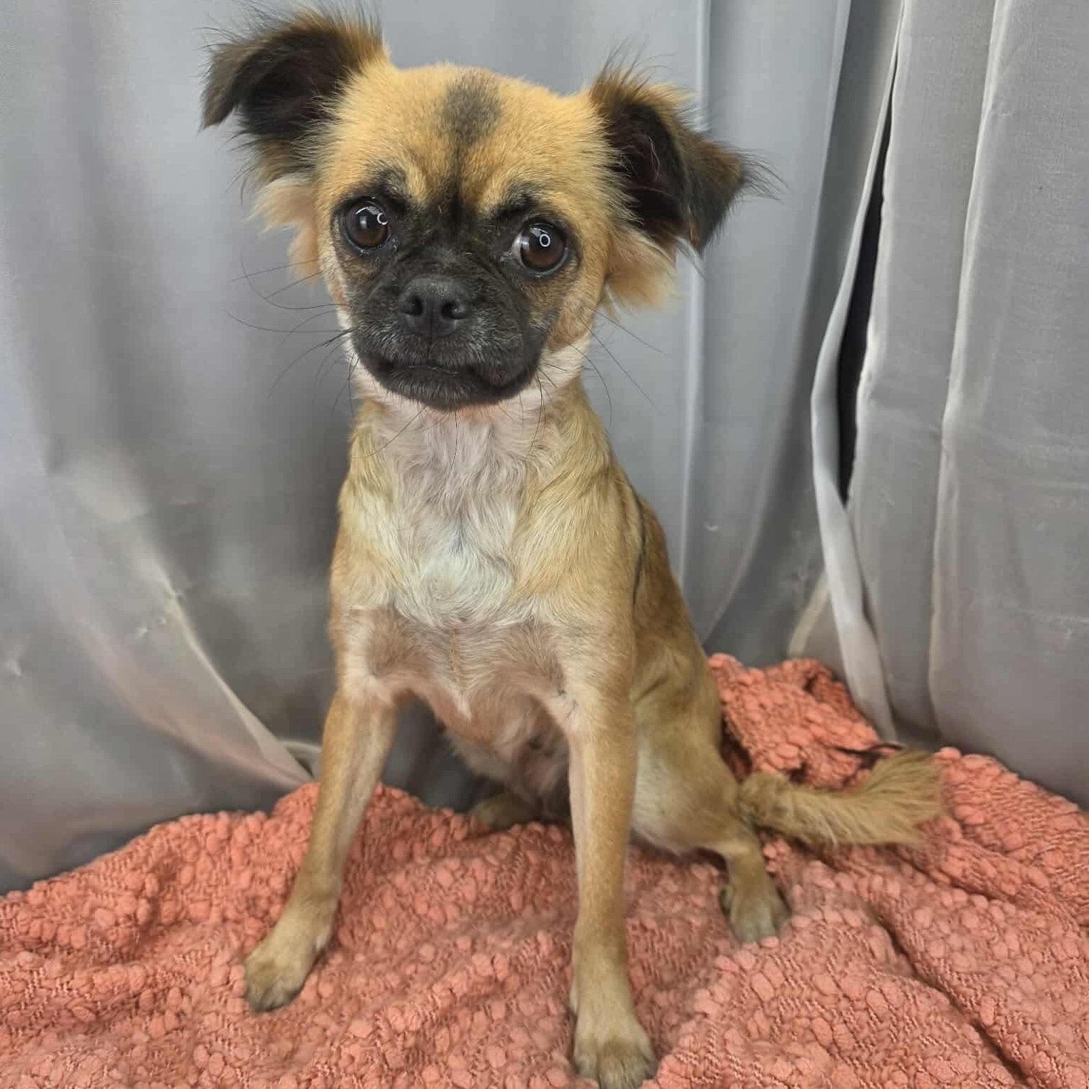 Enlarge Ivy, a Adoptable mixed breed in Southfield , MI image 3/6