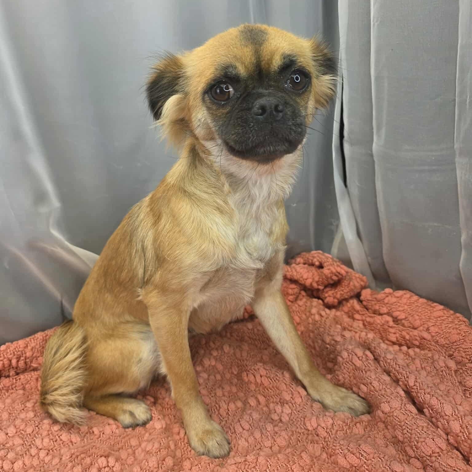 Enlarge Ivy, a Adoptable mixed breed in Southfield , MI image 5/6