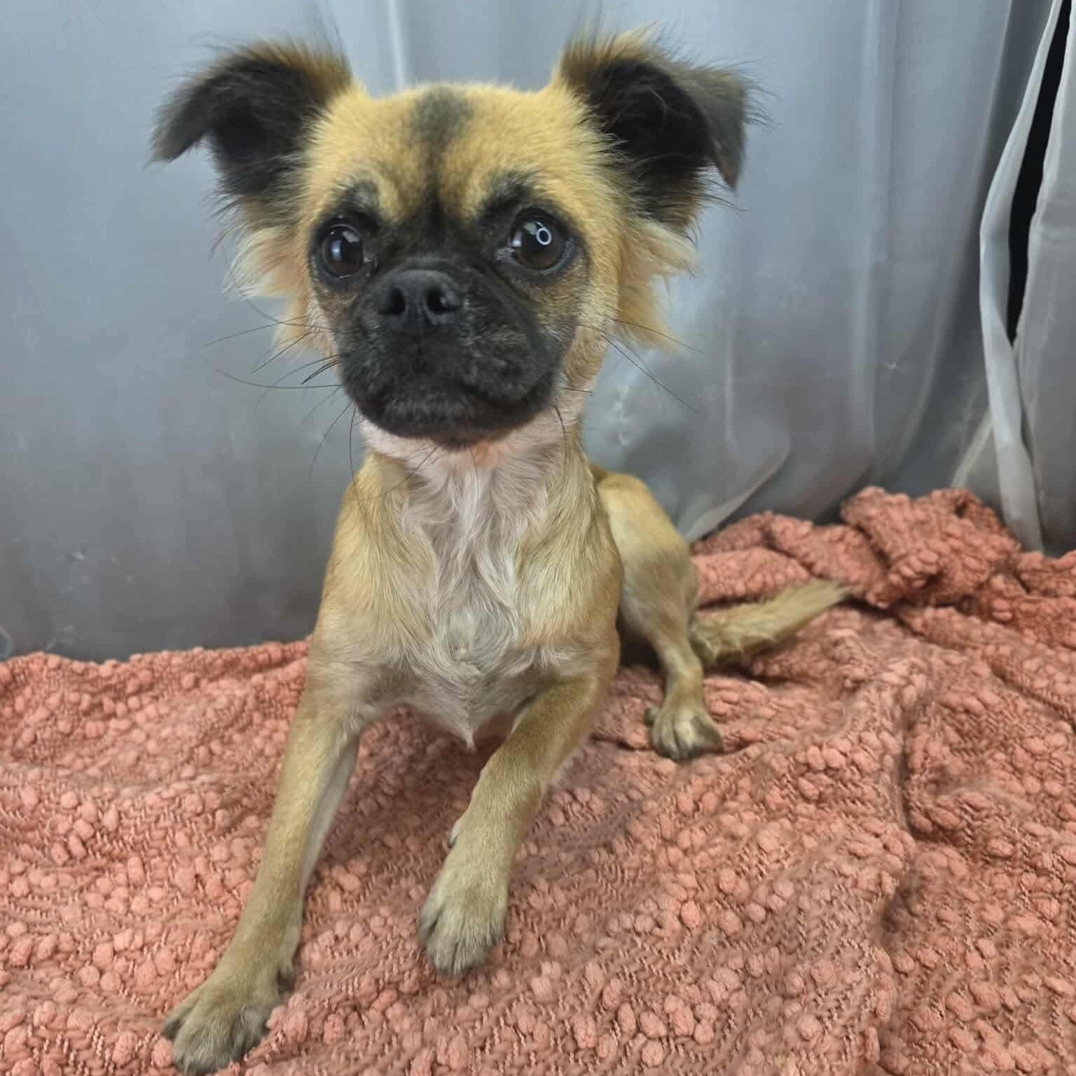Enlarge Ivy, a Adoptable mixed breed in Southfield , MI image 6/6