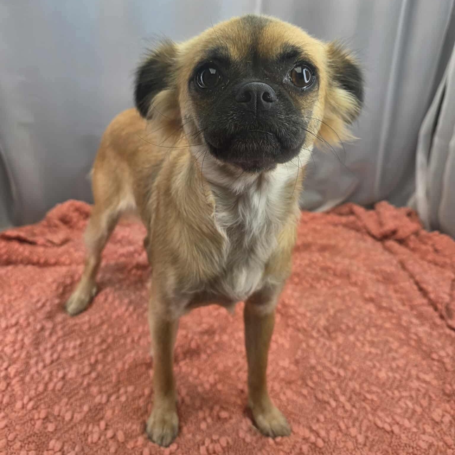 Enlarge Ivy, a Adoptable mixed breed in Southfield , MI image 4/6
