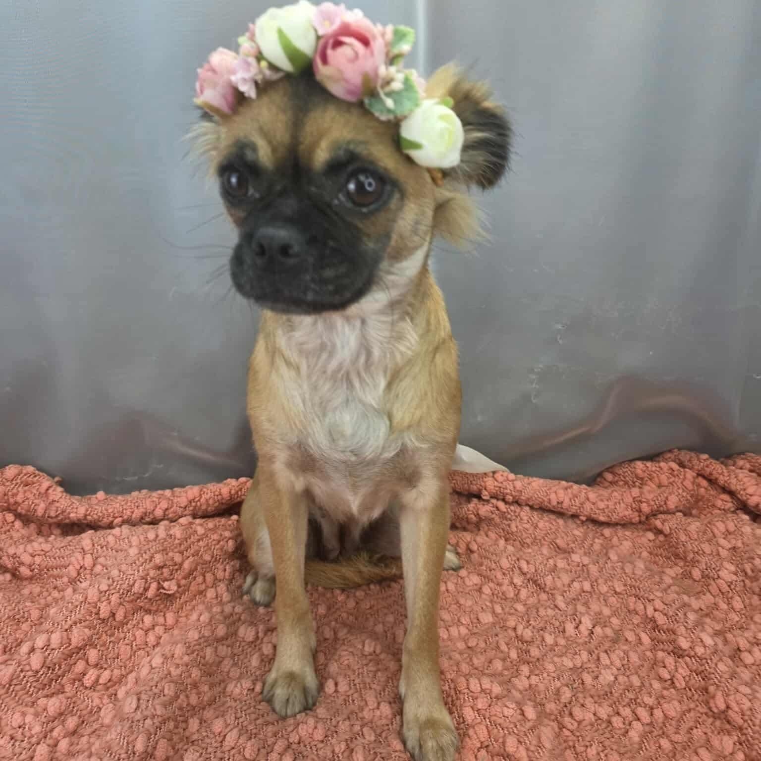 Enlarge Ivy, a Adoptable mixed breed in Southfield , MI image 1/6