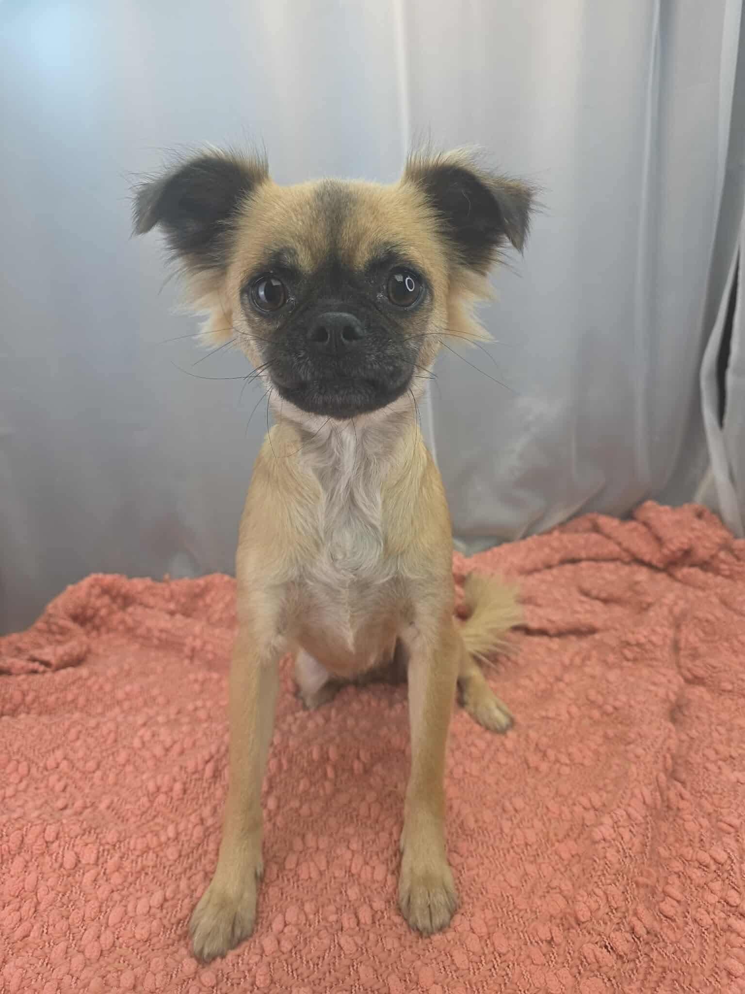 Enlarge Ivy, a Adoptable mixed breed in Southfield , MI image 2/6