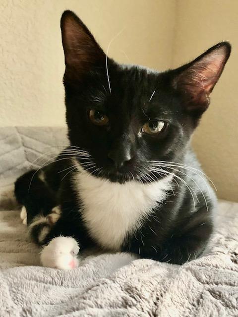 Monroe INDOOR ONLY, Baby Male Domestic Short Hair