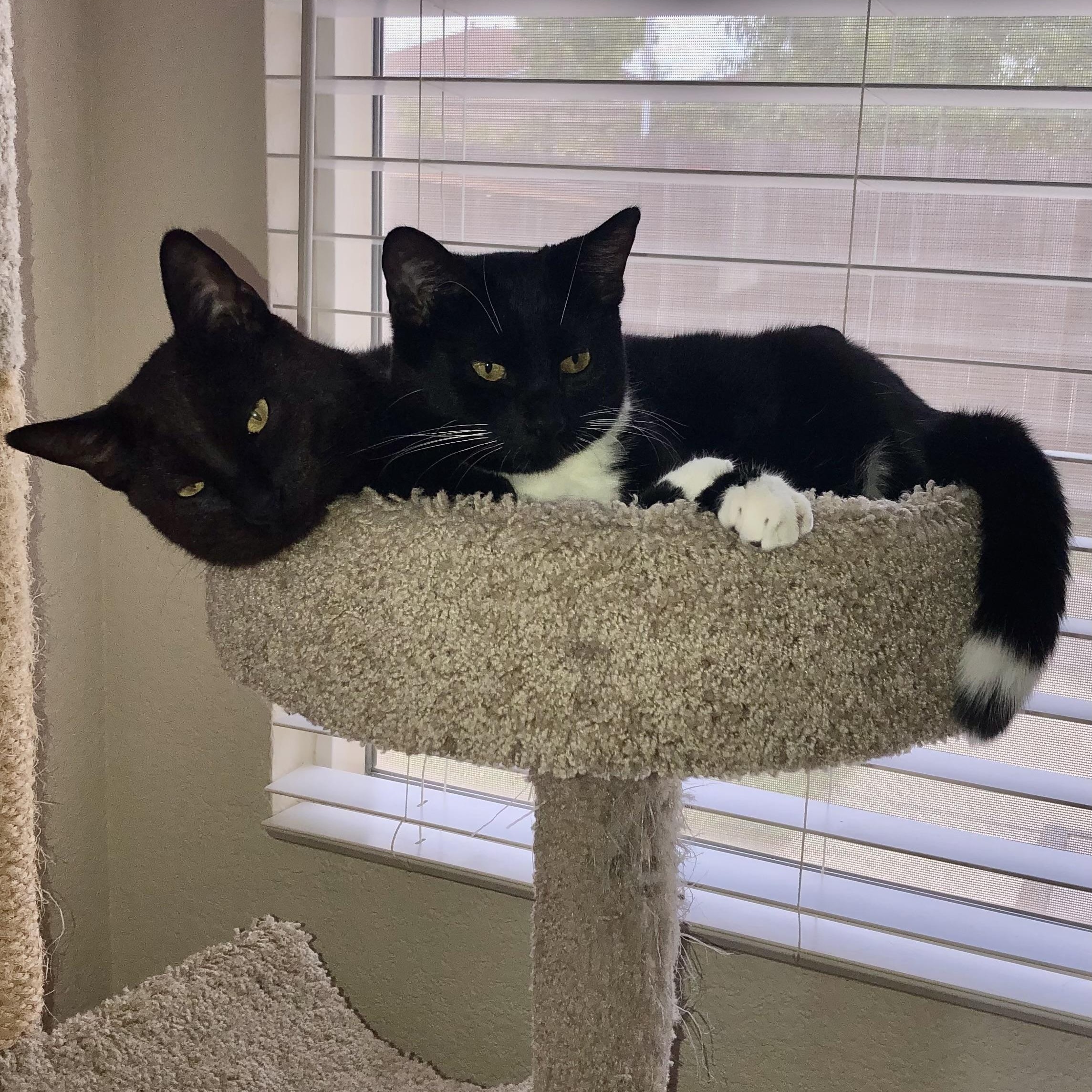 Monroe INDOOR ONLY, a Adoptable mixed breed in Stockton, CA image 1/4