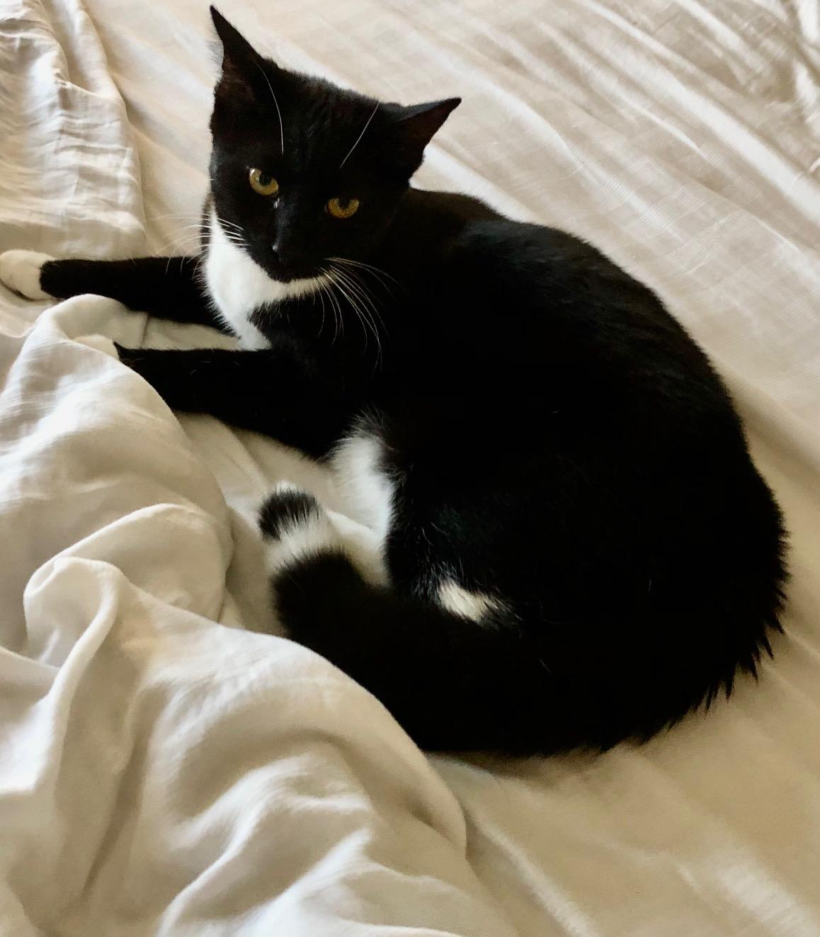 Monroe INDOOR ONLY, a Adoptable mixed breed in Stockton, CA image 2/4