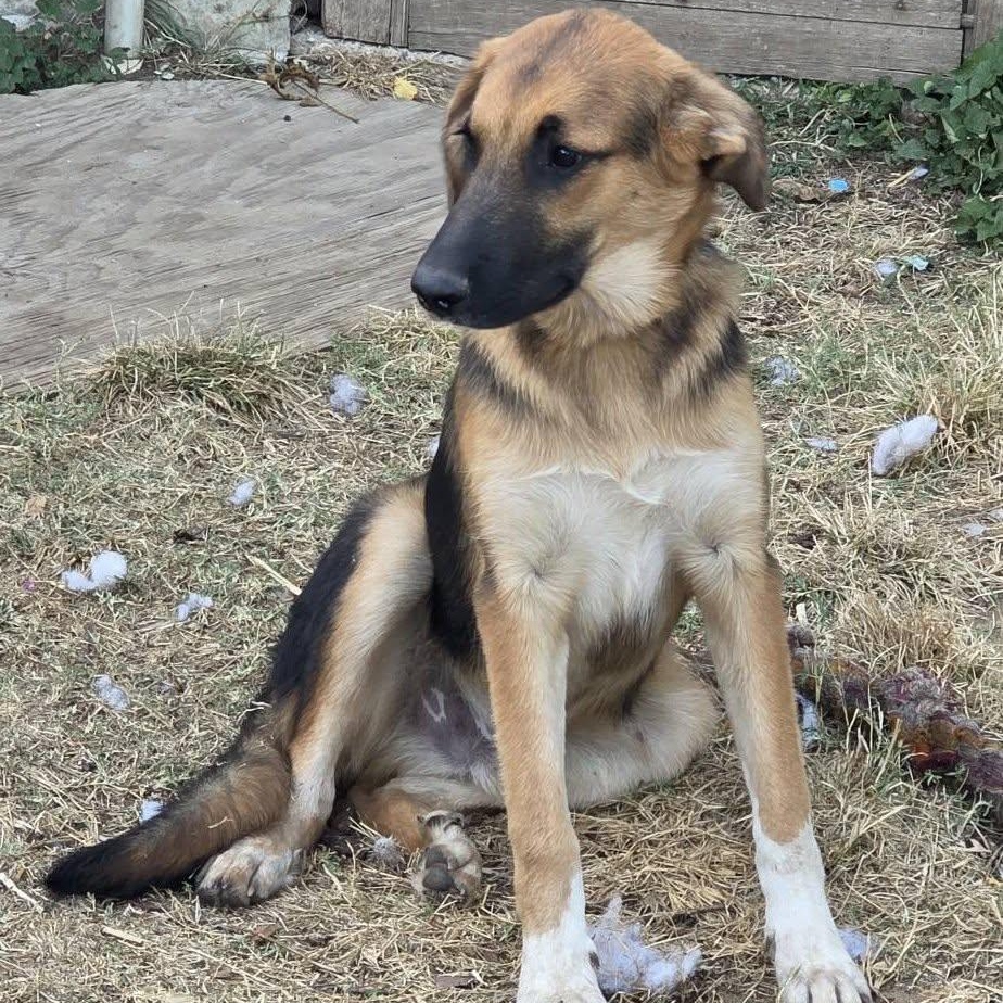 Enlarge Bubba, a ADOPTABLE mixed breed in Clyde, TX image 2/2