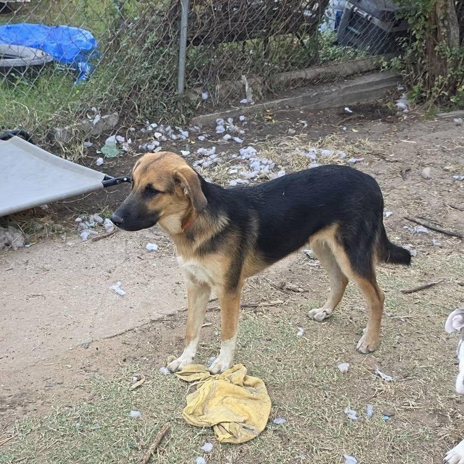 Bubba, ADOPTABLE, Young Male German Shepherd Dog & Great Pyrenees.