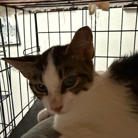 Gracie and Louise, Adoptable, Young Female Domestic Short Hair.