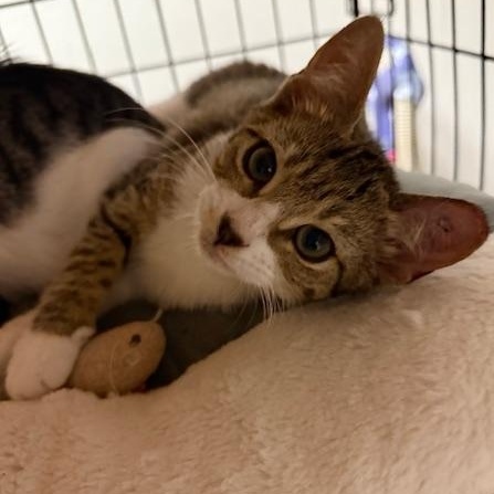 Enlarge Gracie and Louise, a Adoptable mixed breed in Bardstown, KY image 2/4