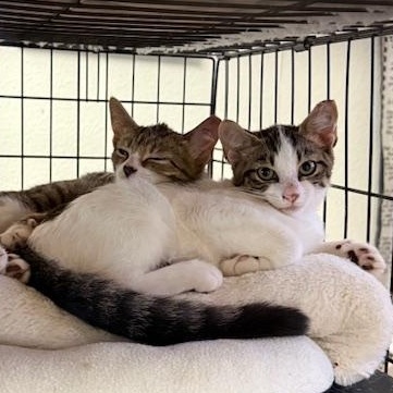Enlarge Gracie and Louise, a Adoptable mixed breed in Bardstown, KY image 4/4