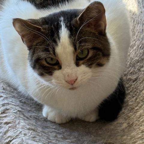 Gracie , Adoptable, Young Female Domestic Short Hair.