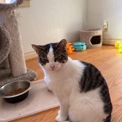 Enlarge Gracie , a Adoptable mixed breed in Bardstown, KY image 5/6