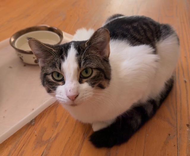 Enlarge Gracie , a Adoptable mixed breed in Bardstown, KY image 3/6