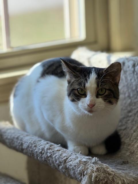 Enlarge Gracie , a Adoptable mixed breed in Bardstown, KY image 4/6