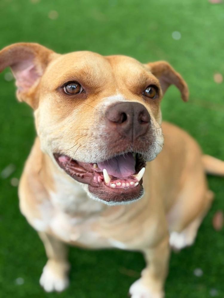 Enlarge Shiloh, a Adoptable mixed breed in Elmsford, NY image 1/4