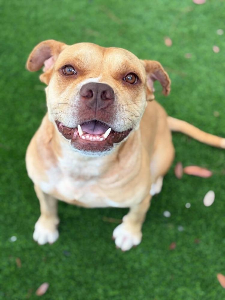 Enlarge Shiloh, a Adoptable mixed breed in Elmsford, NY image 2/4