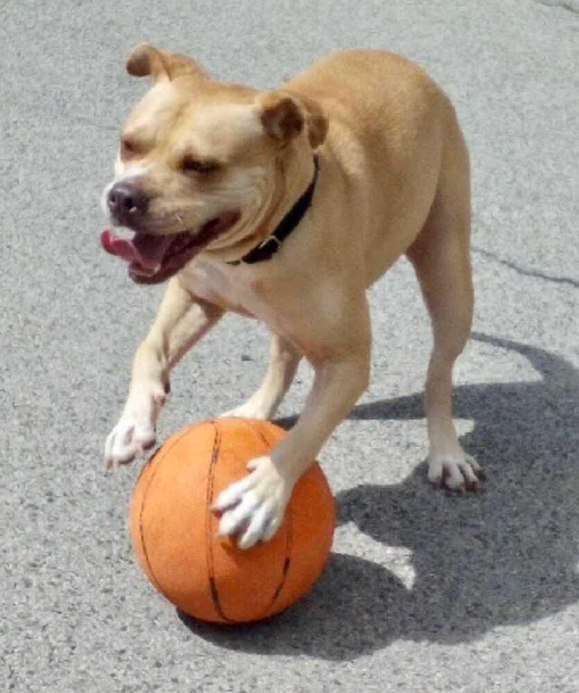 Enlarge Shiloh, a Adoptable mixed breed in Elmsford, NY image 3/4
