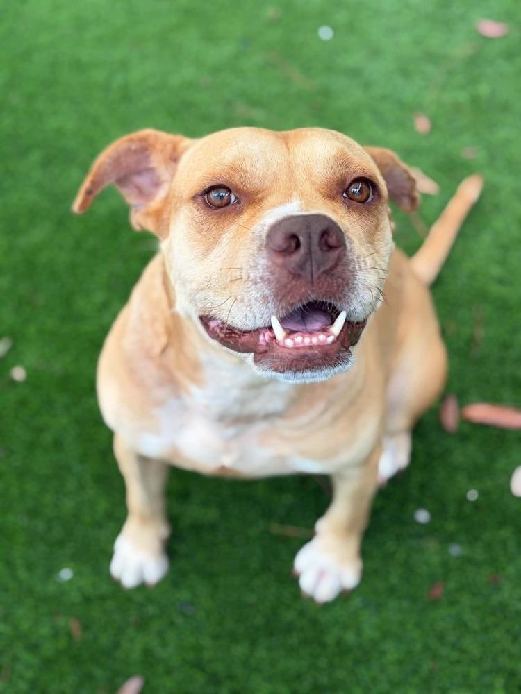 Enlarge Shiloh, a Adoptable mixed breed in Elmsford, NY image 4/4