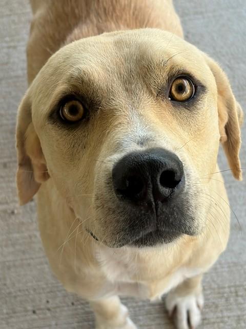 William, ADOPTABLE, Adult Male Labrador Retriever.