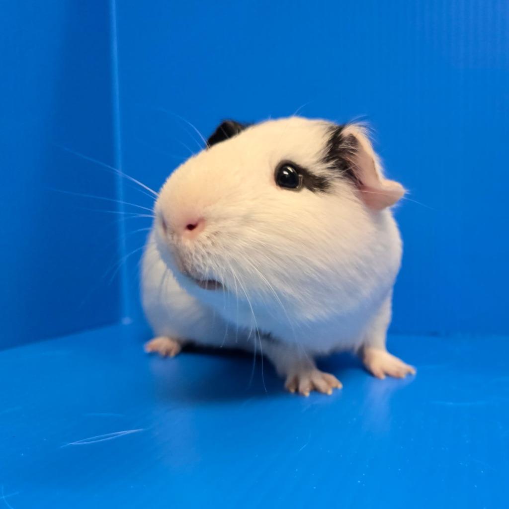 Isamu, Adoptable, Young Male Guinea Pig.