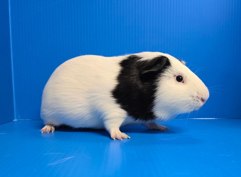 Isamu, a Adoptable mixed breed in Lewisville, TX image 2/3