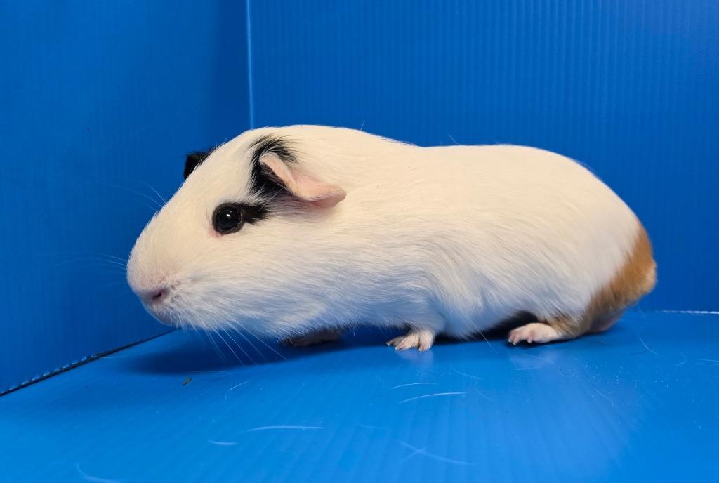 Isamu, a Adoptable mixed breed in Lewisville, TX image 3/3