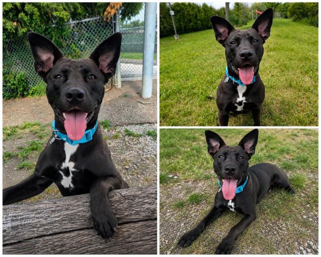 Enlarge AYLIN, a Adoptable mixed breed in Toronto, ON image 1/1