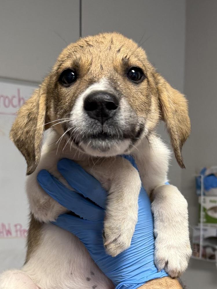Arabian, Adoptable, Puppy Male Great Pyrenees.