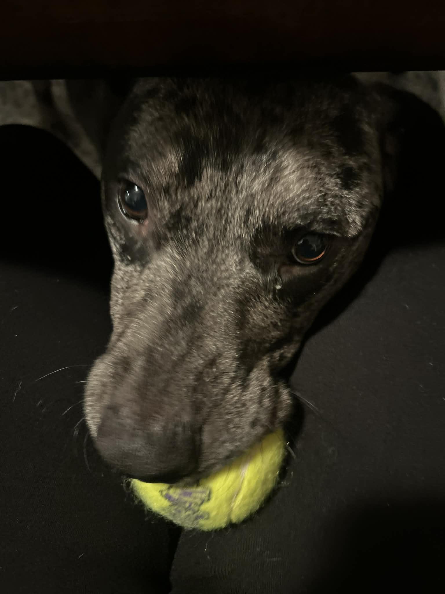 Enlarge Draco, an adopted mixed breed in Succasunna, NJ image 1/4