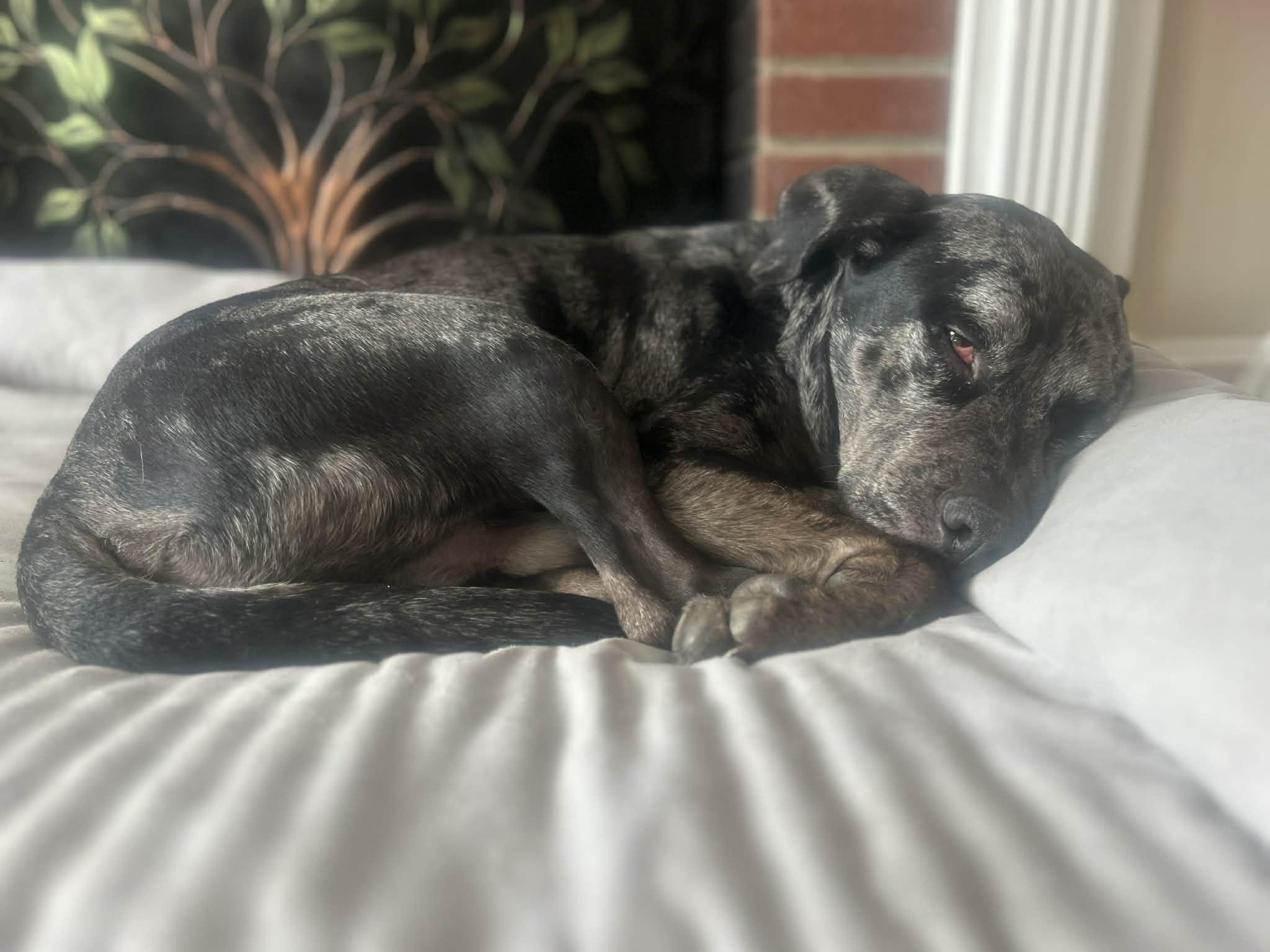 Enlarge Draco, an adopted mixed breed in Succasunna, NJ image 3/4