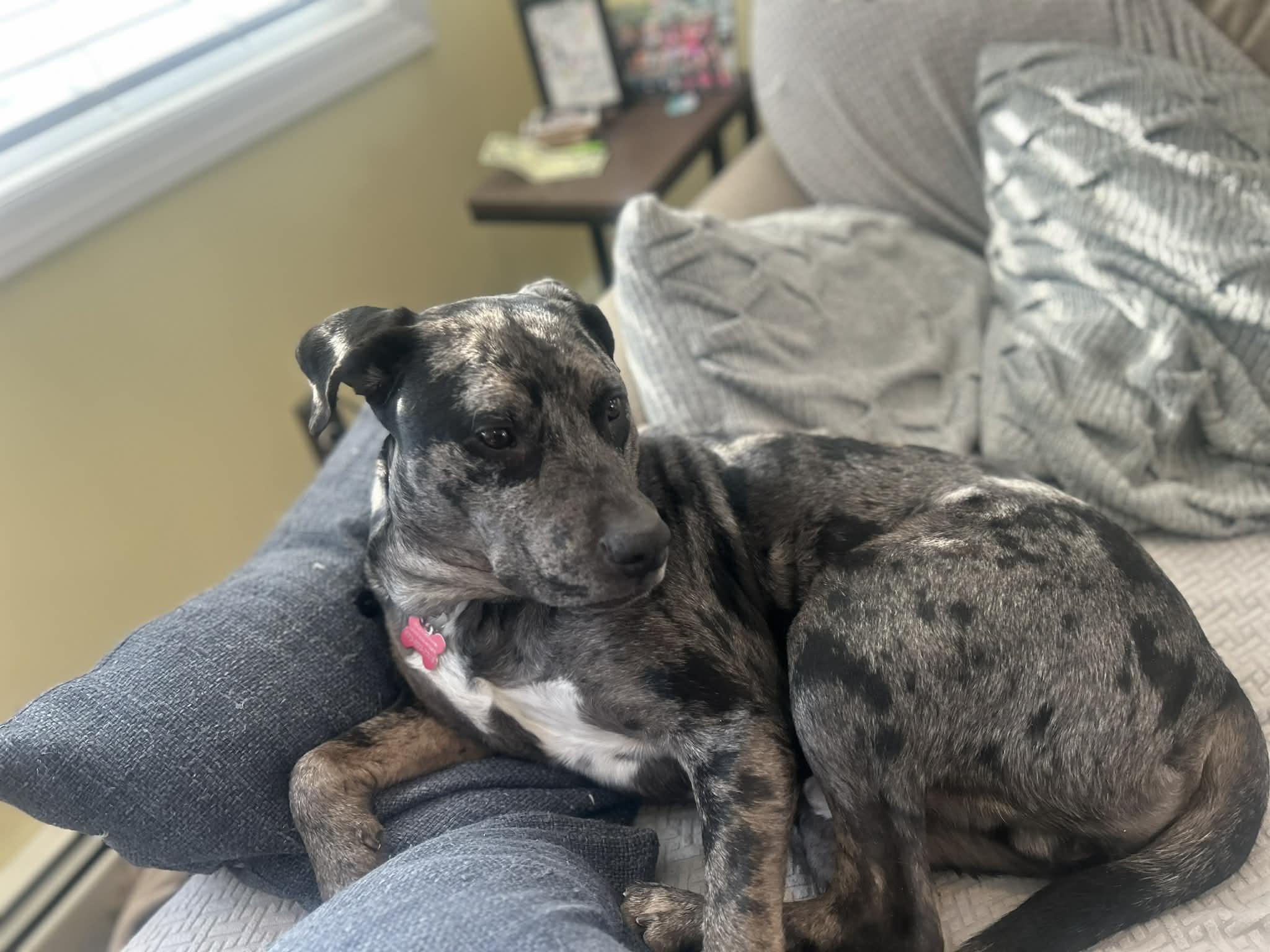 Enlarge Draco, an adopted mixed breed in Succasunna, NJ image 4/4