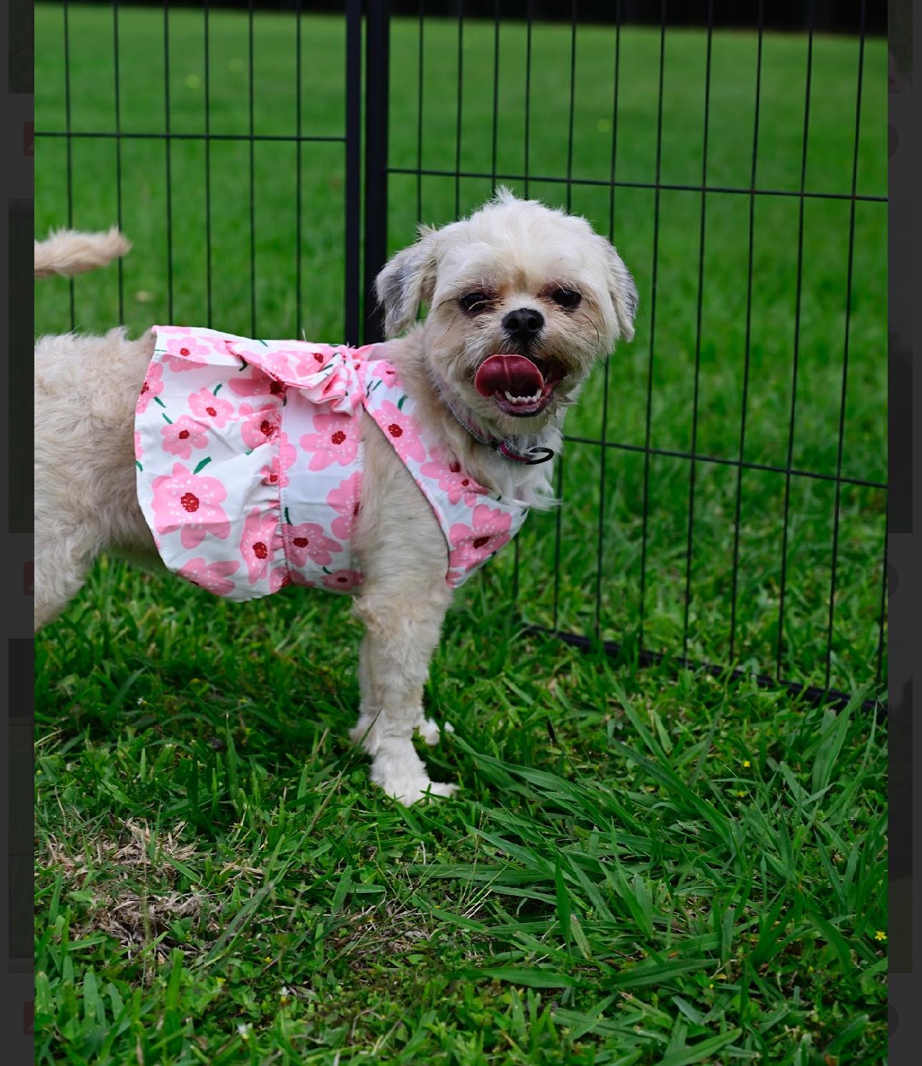 Enlarge Shara, an adopted mixed breed in Park city, UT image 2/6