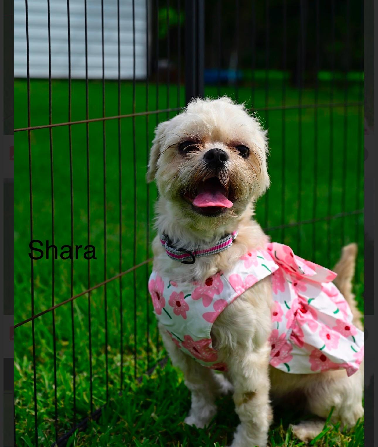 Shara, adopted, Young Female Shih Tzu.